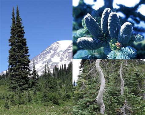 Conifer Trees Mount Rainier National Park Us National Park Service