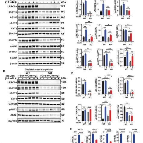 LRRC8A Regulates Multiple Insulin Dependent Signaling Pathways In