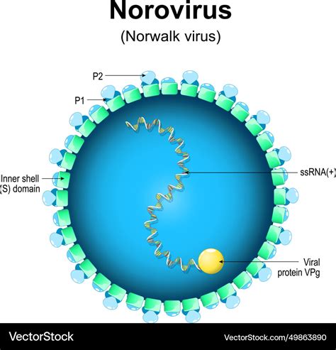 Norovirus Struktur Nahaufnahme Einer Virion Anatomie