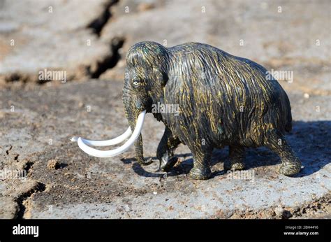 Wollige Mamotte Fotos Und Bildmaterial In Hoher Aufl Sung Alamy