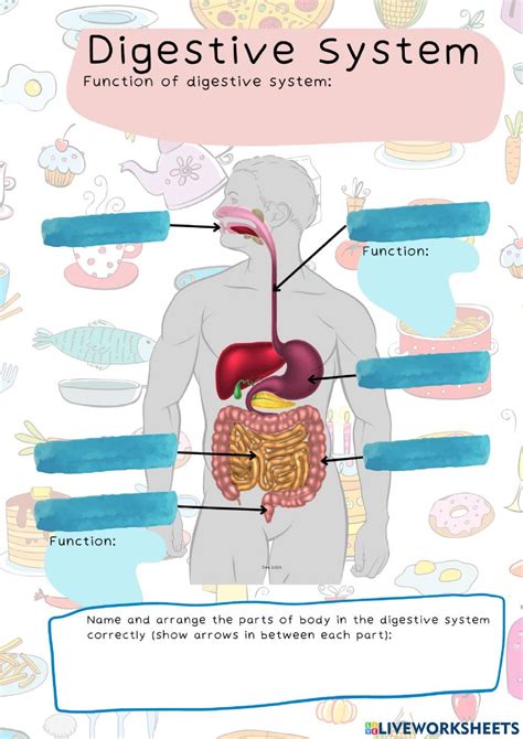 Digestive System Function Human Body Systems Science Natural