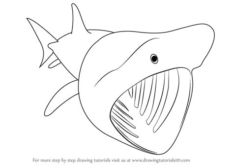 How to Draw a Basking Shark (Fishes) Step by Step | DrawingTutorials101.com