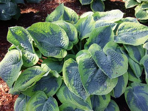 Hosta Tokudama Flavocircinalis Hostas Hosta Gardens Shade Plants