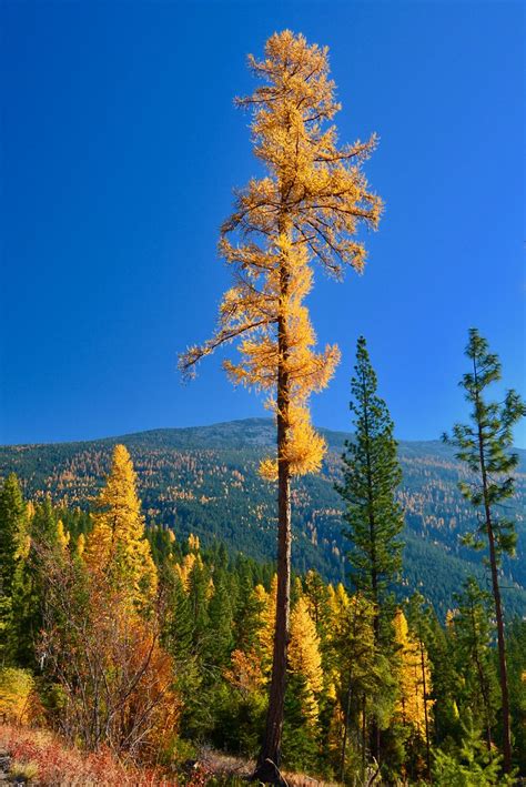 Types Of Pine Trees In Montana The Cards We Drew