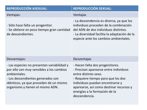 Reproduccion Asexual Activity Hot Sex Picture