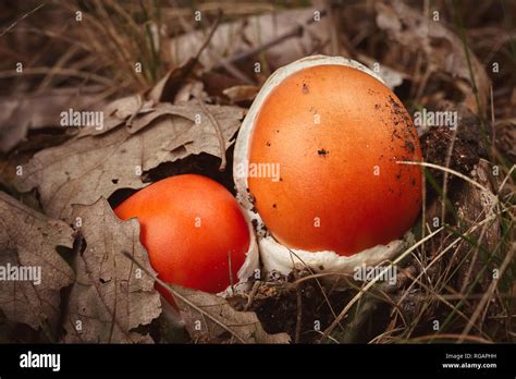 Caesar Mushroom Hi Res Stock Photography And Images Alamy