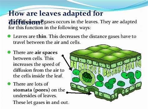 Exchange And Transport 13 4 Gas Exchange In