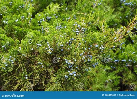 Blue Juniper Berries Green Juniper With Juniper Berry Stock Image