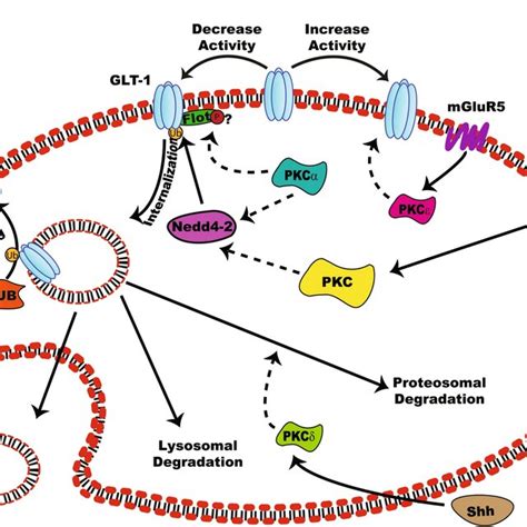 Schematic Model Of PKC Dependent Regulation Of GLT 1 MGluR5 Activation