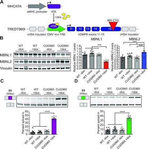 alternative splicing mediates  compensatory upregulation  mbnl