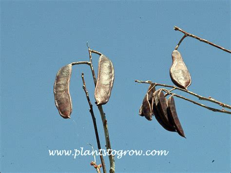 Kentucky Coffee Tree Gymnocladus Dioicus Plants To Grow Plants