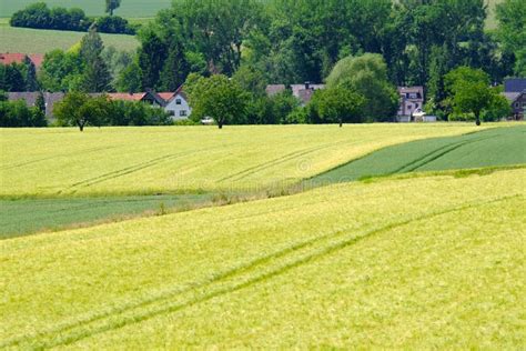 View On The Agricultural Fields With Grain In Germany Stock Photo