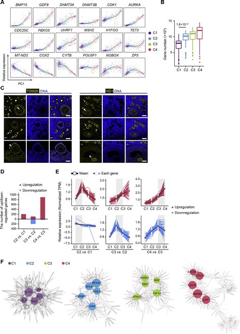 Single Cell Transcriptomic Atlas Of Primate Ovarian Aging Cell