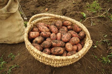 Vers Gegraven Aardappels In Een Mand En Jutezak Stock Foto Image Of