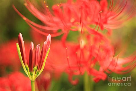 Beautiful Amaryllis Flower Red Spider Lily Aka Resurrection Lily