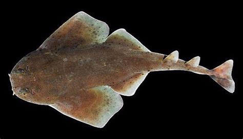 Angel Shark Day