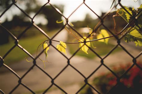 Wallpaper Sunlight Depth Of Field Nature Plants Branch Green Yellow Fence Light Tree