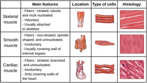 Cardiac Muscle Tissue Vs Skeletal Muscle Tissue