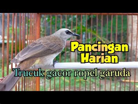 Trucuk Gacor Garuda Ropel Ampuh Untuk Pancingan Harian Youtube