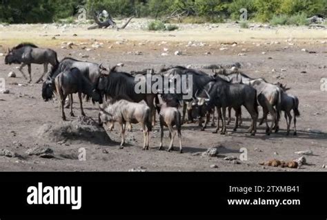 Wild Blue Wildebeest Gnu Go To The Waterholle In Etosha Namibia Africa