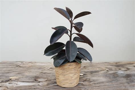 Ficus Burgundy Tuff Landscaping