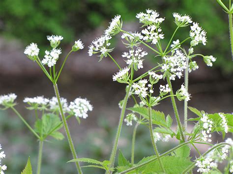 Sweet Cicely Myrrhis Odorata In Winnipeg Headingley Oak Bluff