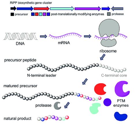 Overview About The General Biosynthetic Logic Of Ribosomally