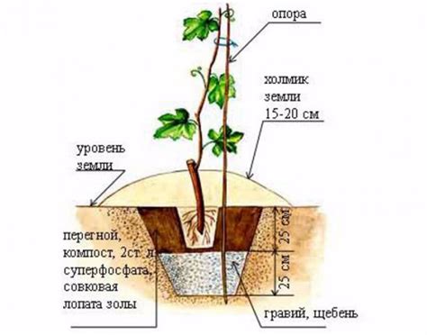 Как посадить виноград саженцами и черенками в открытый грунт весной и ...