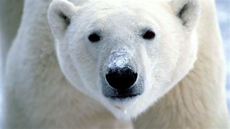 Wallpaper polar bear, eyes, nose hd, picture, image