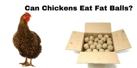 Can Chickens Eat Fat Balls Is It Good For Them Hutch And Cage