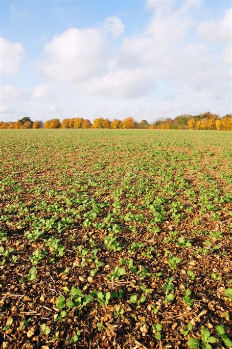 Farmland Crops stock image. Image of fertile, ecology - 20390699