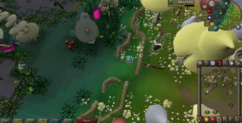 Bird Houses Osrs | Bruin Blog