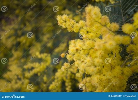 Acacia Pycnantha Commonly Known As The Golden Wattle Is A Tree Of The