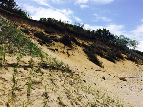 Living shorelines a more natural approach to preventing coastal erosion - Coastal Care