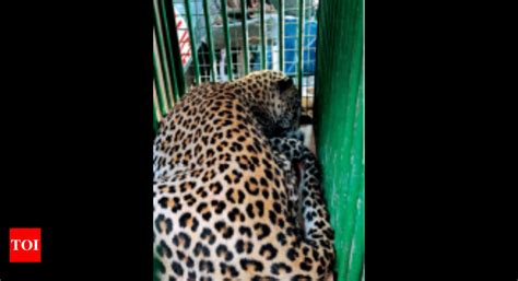 Hetero Leopard On Prowl At Hetero Unit Midnight Intruder Netted At