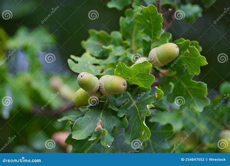 Acorns, Nuts on an Oak Tree, Green Oak Leaves, Squirrel Food Stock ...