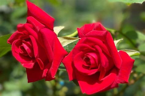 Top 12 Red Rose Bush Varieties - SONG OF ROSES