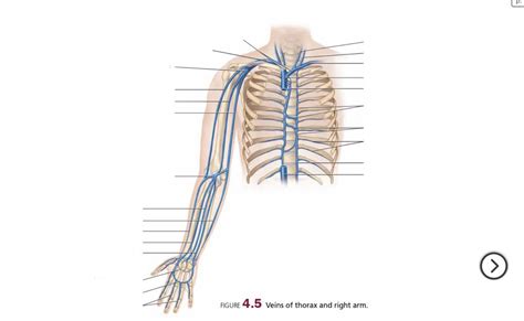 Veins Of Thorax And Right Arm Diagram Quizlet