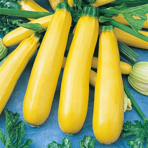 Courgette Plants Ready For The Garden Atena Polka F1 Yellow