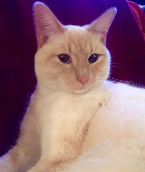 Fluffy Flame Point Siamese Kitten Flawless House Cats Pinterest