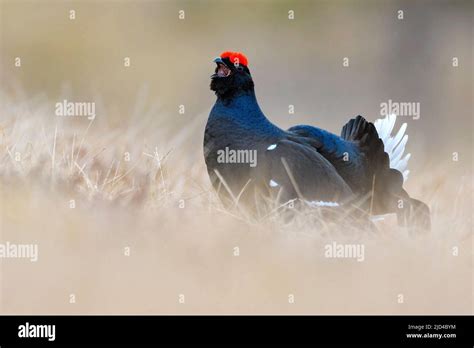 Black Grouse Lyrurus Tetrix Male Displaying One Early Morning In