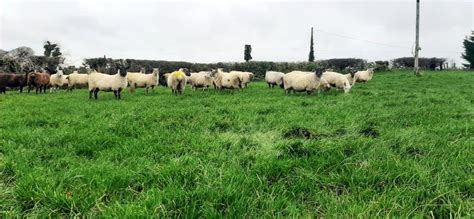 Sheep Management Dealing With External Parasite Issues In Sheep Free