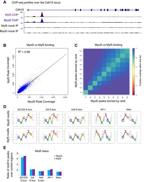 Distinct Activities Of Myf5 And MyoD Indicate Separate Roles In