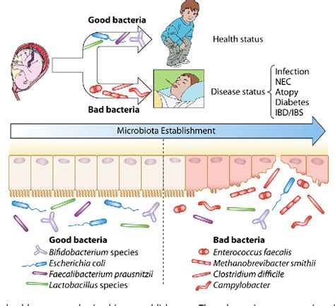 Pdf The First Microbial Colonizers Of The Human Gut Composition