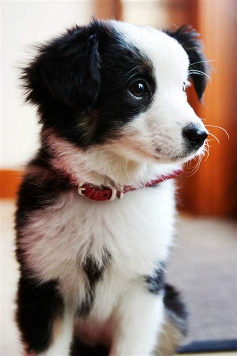 Border Collie Puppies : Beautiful Border Collie Puppies For Sale ONE ...