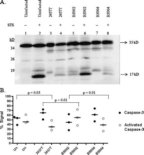 Western Blot Analysis For Caspase Activation A Whole Cell Lysates