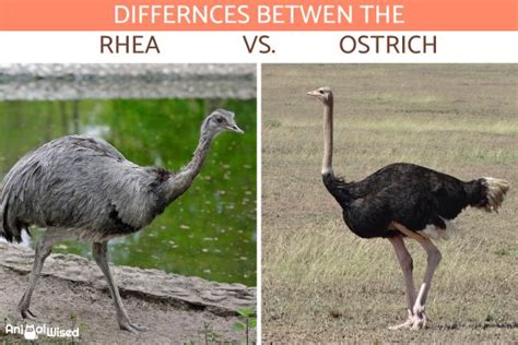 Differences Between A Rhea Vs Ostrich Comparison With Photos