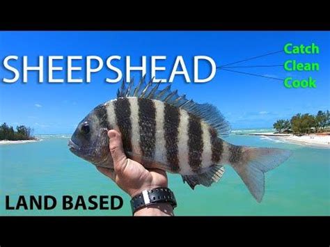 How To Catch Clean Cook Sheepshead Best Bait To Use Land Based