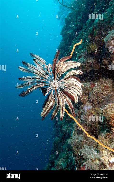 A picture of a crinoid Stock Photo - Alamy