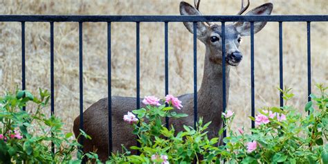 Keeping Deer Out of Your Garden With Fencing | Medallion Security